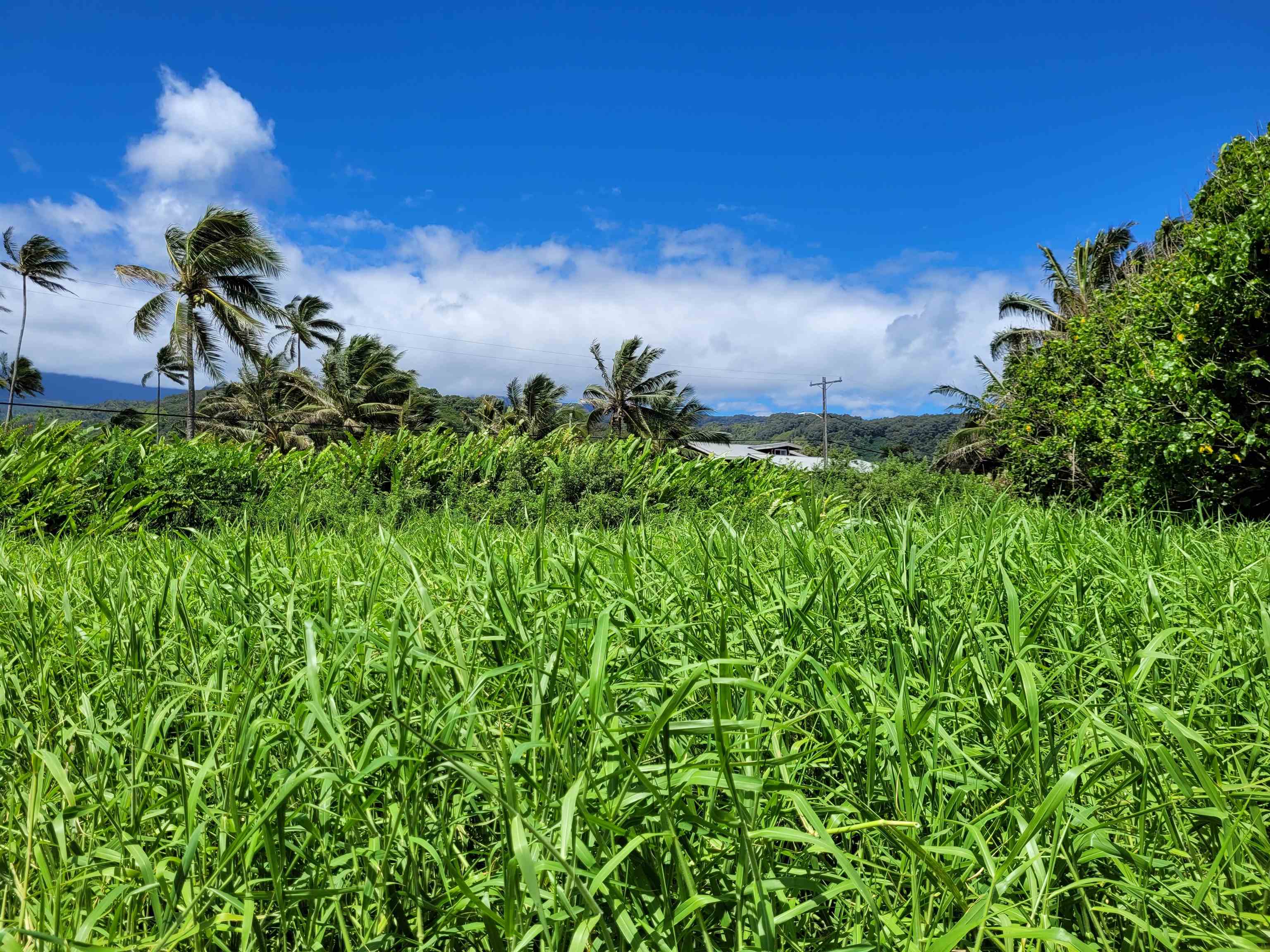 Keanae Rd  Hana, Hi vacant land for sale - photo 18 of 29