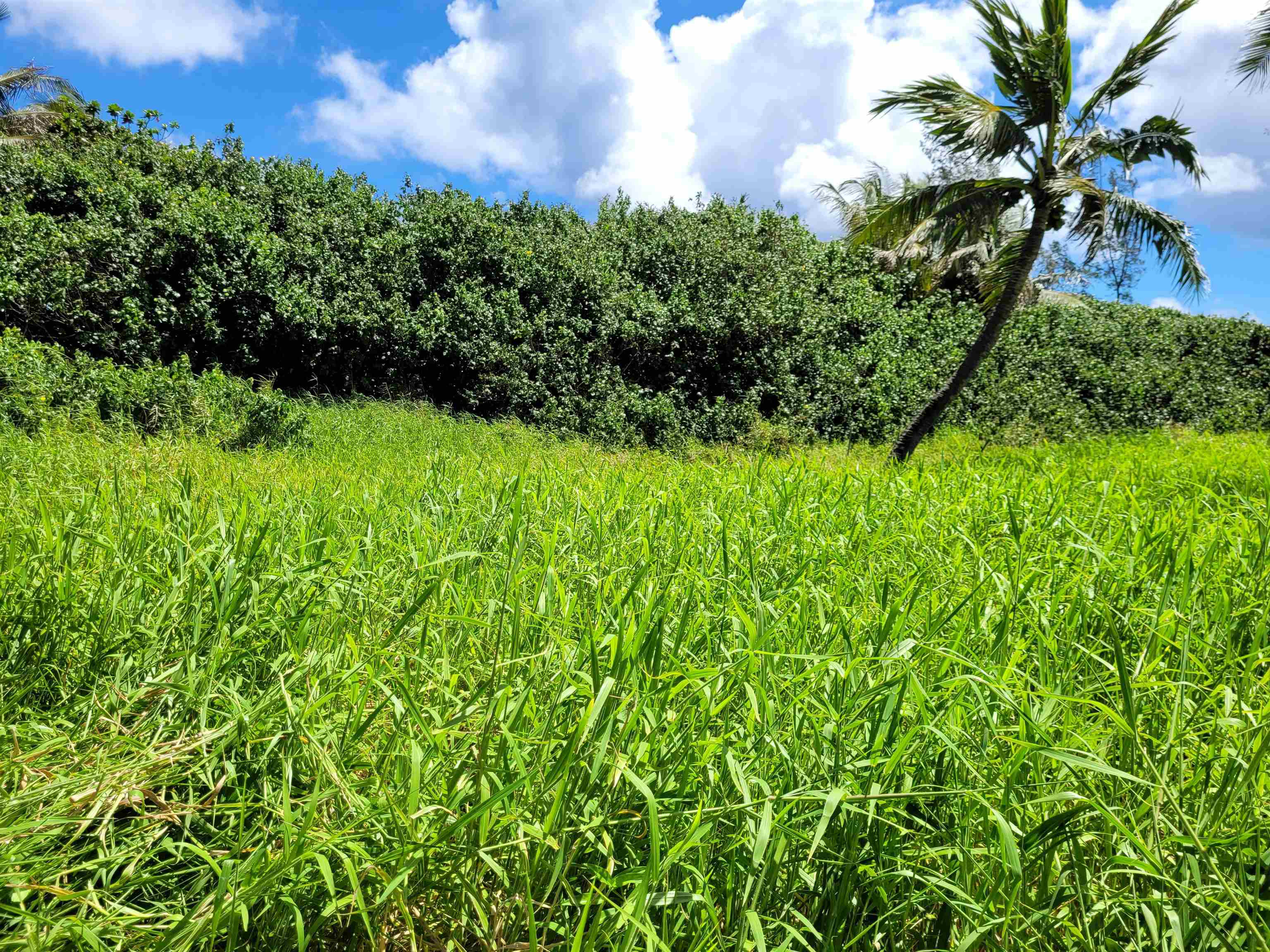 Keanae Rd  Hana, Hi vacant land for sale - photo 22 of 29