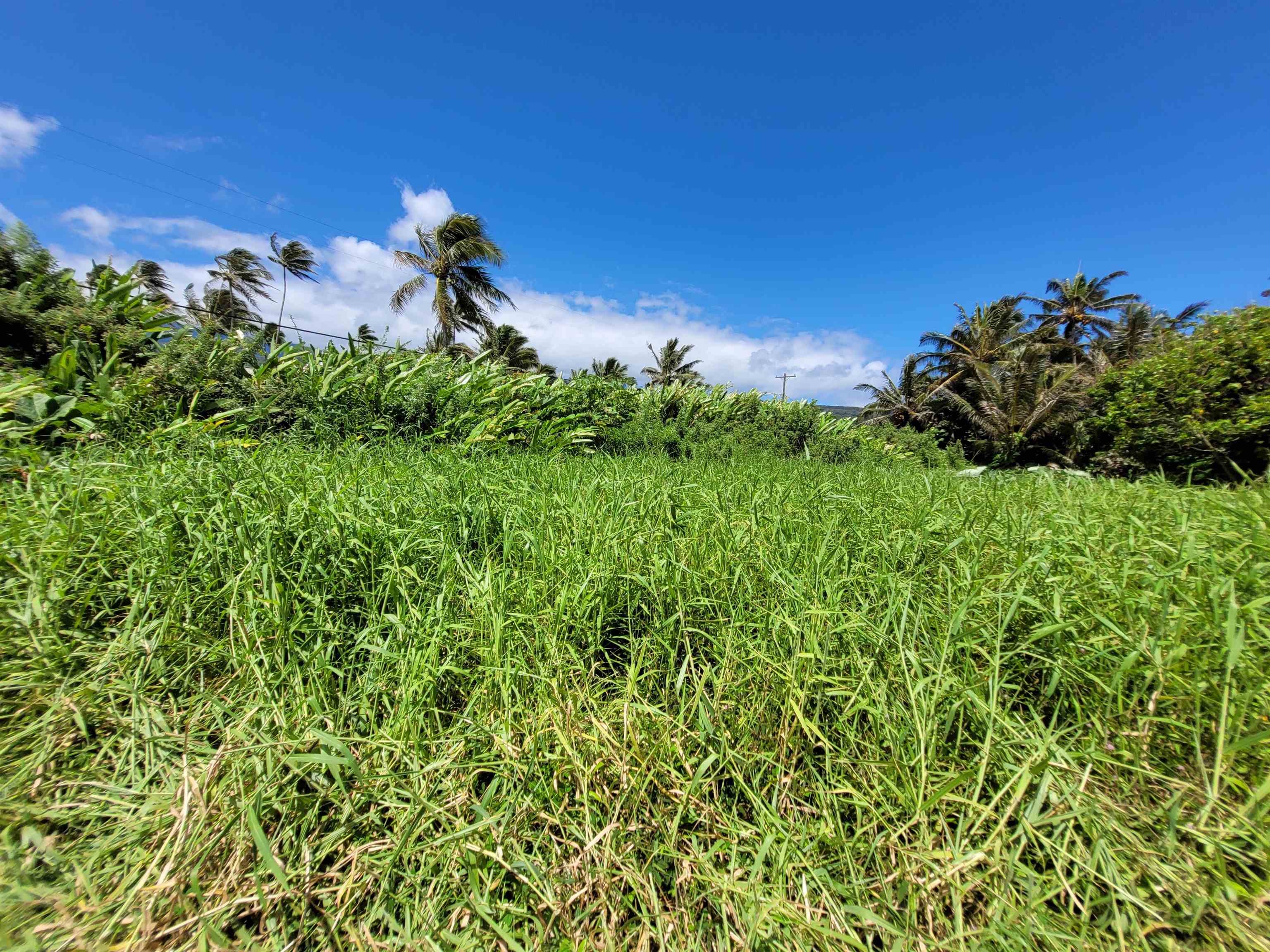 Keanae Rd  Hana, Hi vacant land for sale - photo 26 of 29