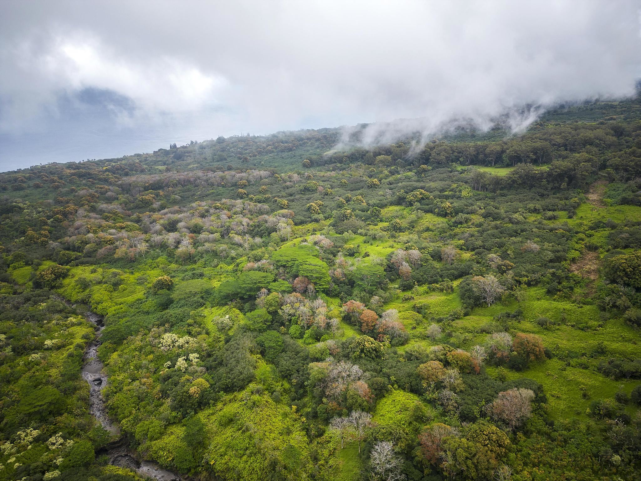 Lot 20 Hana Hwy 20 Hana, Hi vacant land for sale - photo 16 of 22