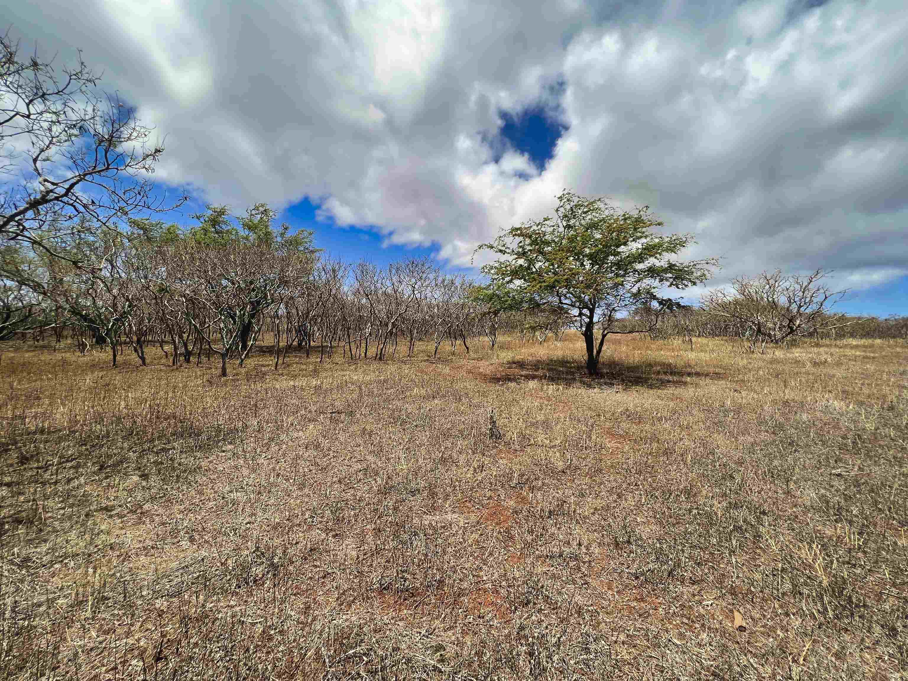 Lot 38 Kalua Koi Rd  Maunaloa, Hi vacant land for sale - photo 4 of 8