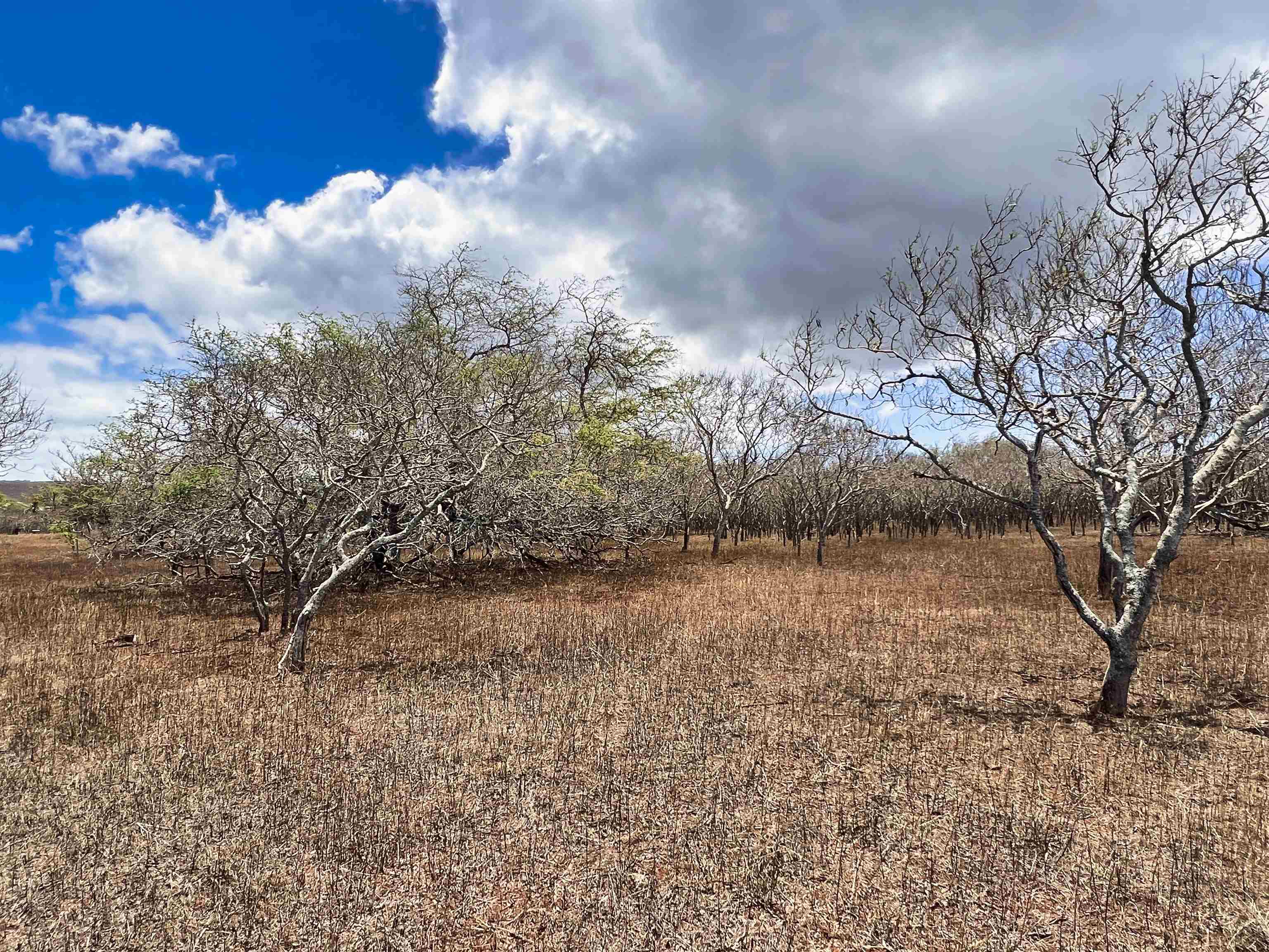 Lot 38 Kalua Koi Rd  Maunaloa, Hi vacant land for sale - photo 5 of 8