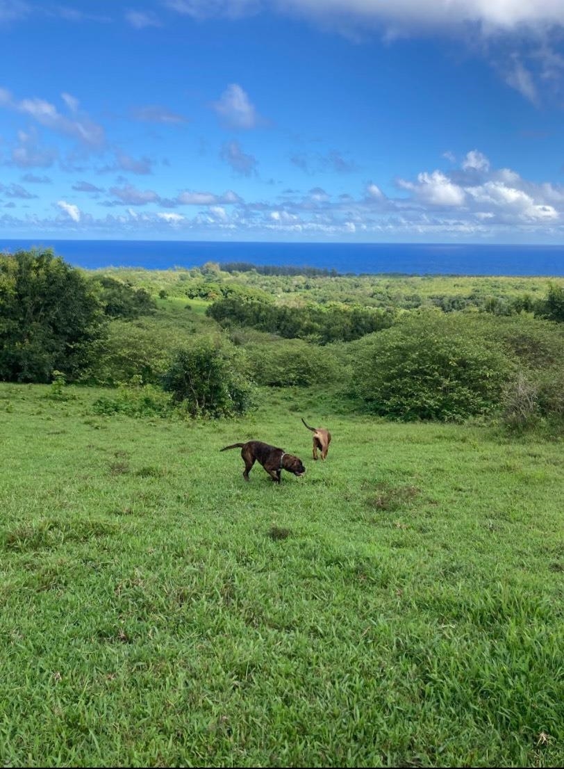 Lot F Hana Hwy 3-F Hana, Hi vacant land for sale - photo 16 of 18