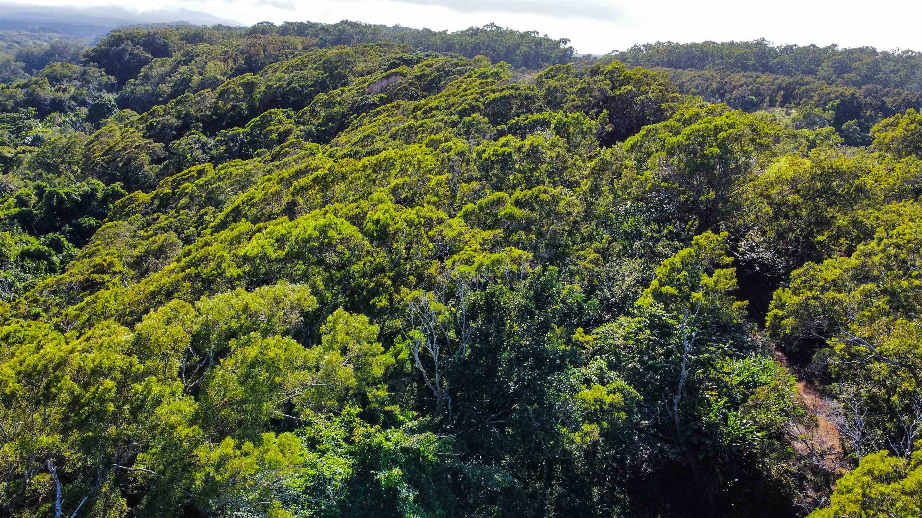 Lupi Rd  Haiku, Hi vacant land for sale - photo 17 of 18