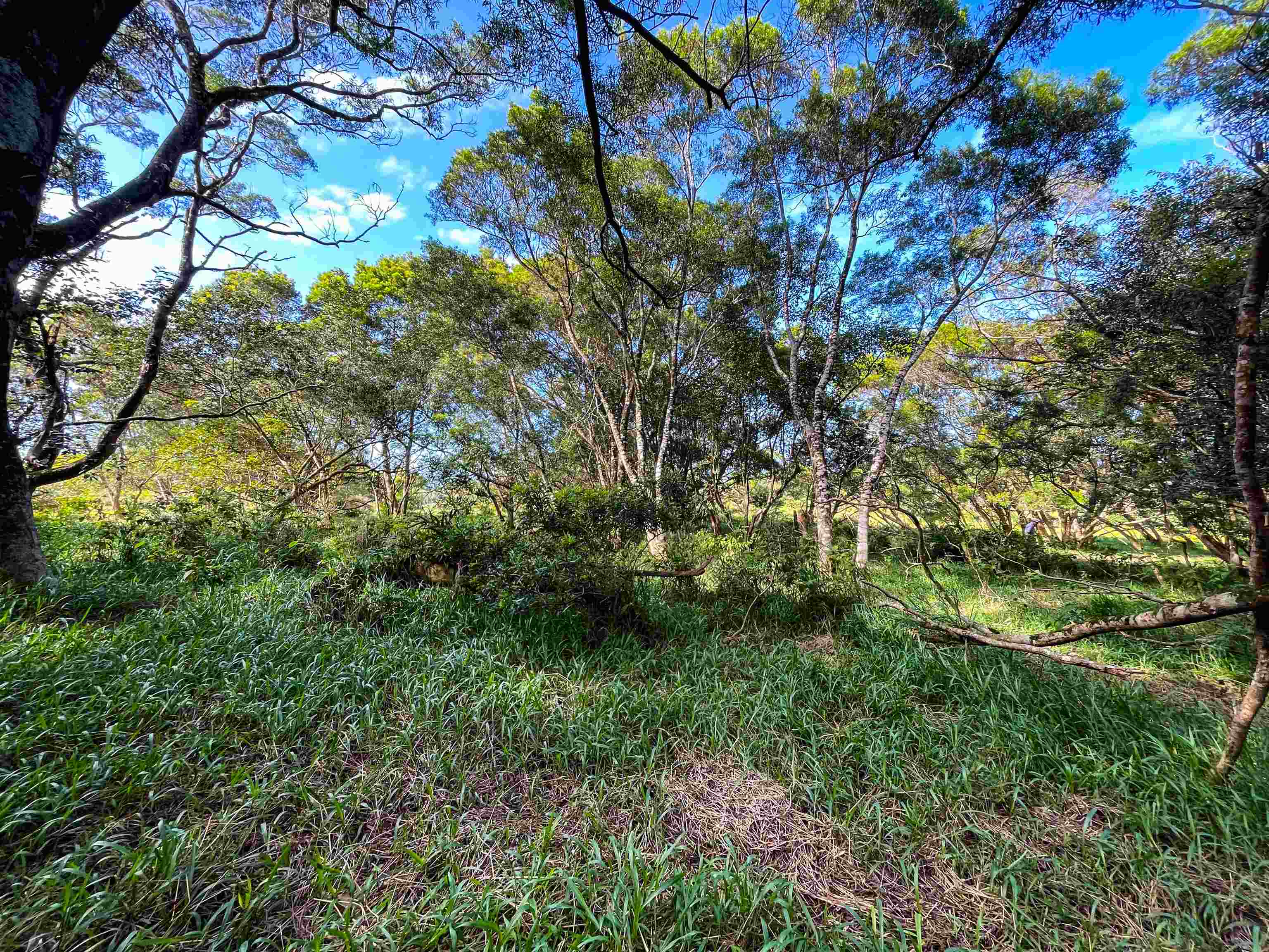 Lupi Rd  Haiku, Hi vacant land for sale - photo 9 of 18