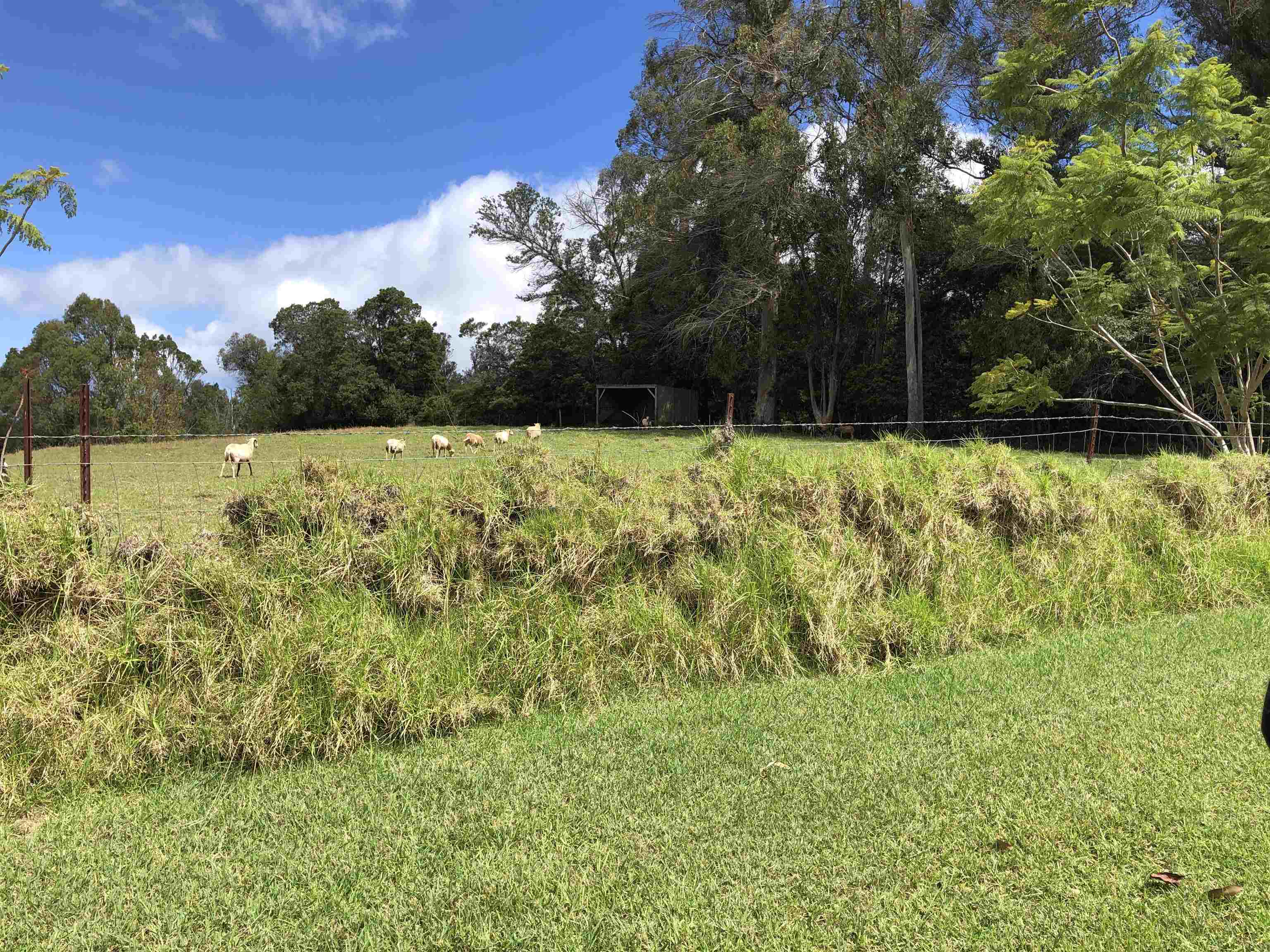 0 Makanoe Pl  Makawao, Hi vacant land for sale - photo 13 of 32