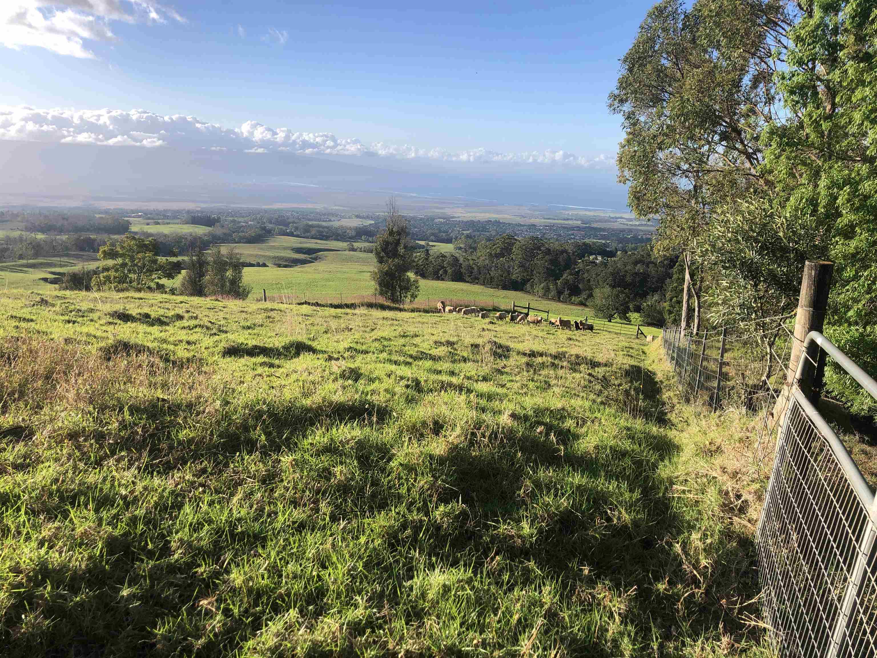 0 Makanoe Pl  Makawao, Hi vacant land for sale - photo 16 of 32