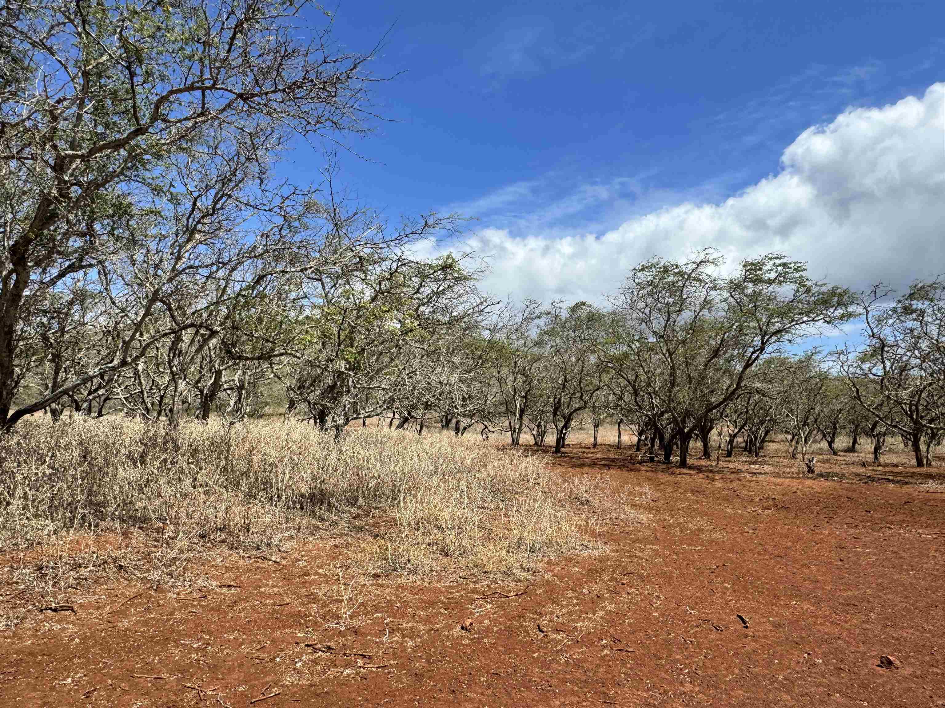 Noho Lio Rd 197 Maunaloa, Hi vacant land for sale - photo 5 of 19