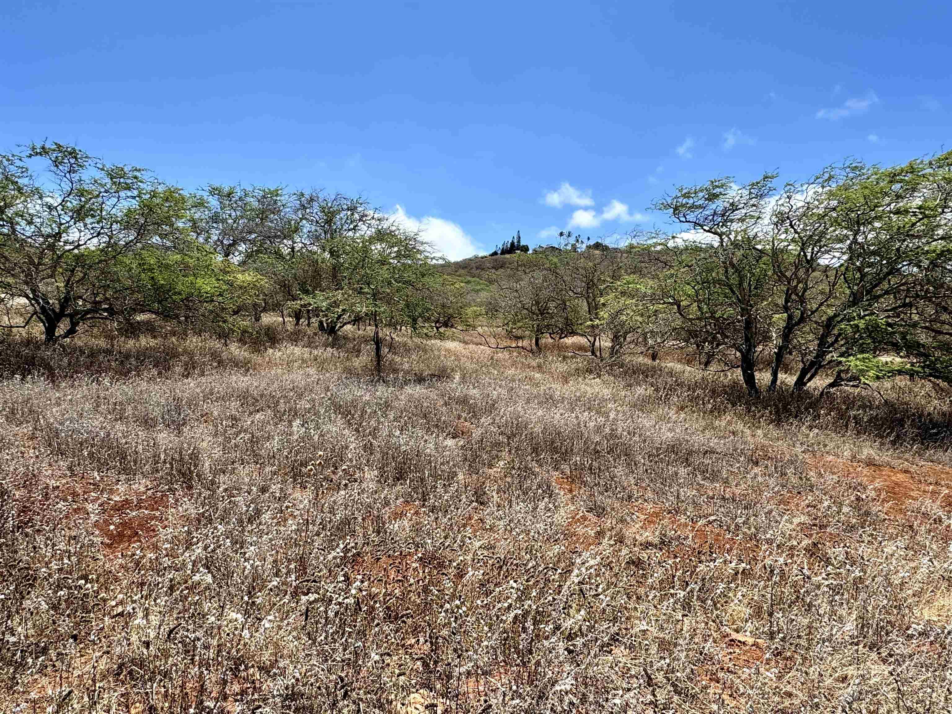 Noho Lio Rd 197 Maunaloa, Hi vacant land for sale - photo 7 of 19