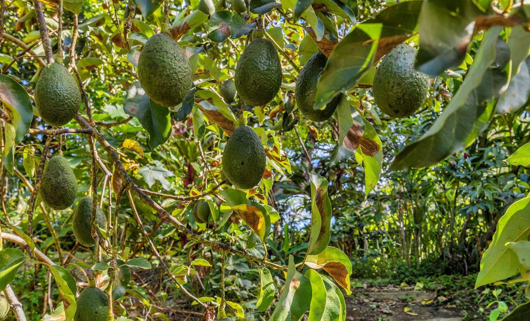 Pl , Haiku home - photo 34 of 42