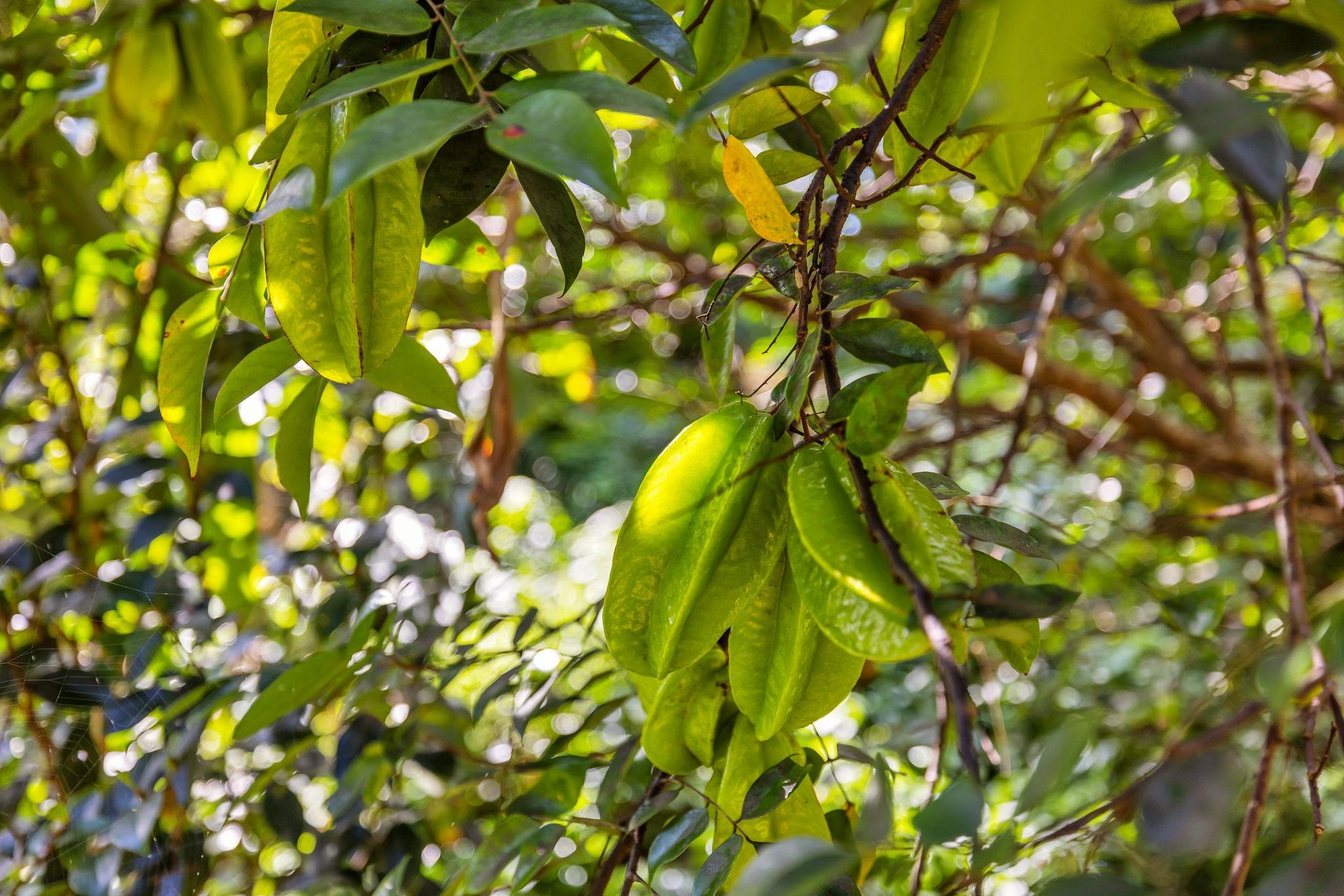 Pl , Haiku home - photo 35 of 42