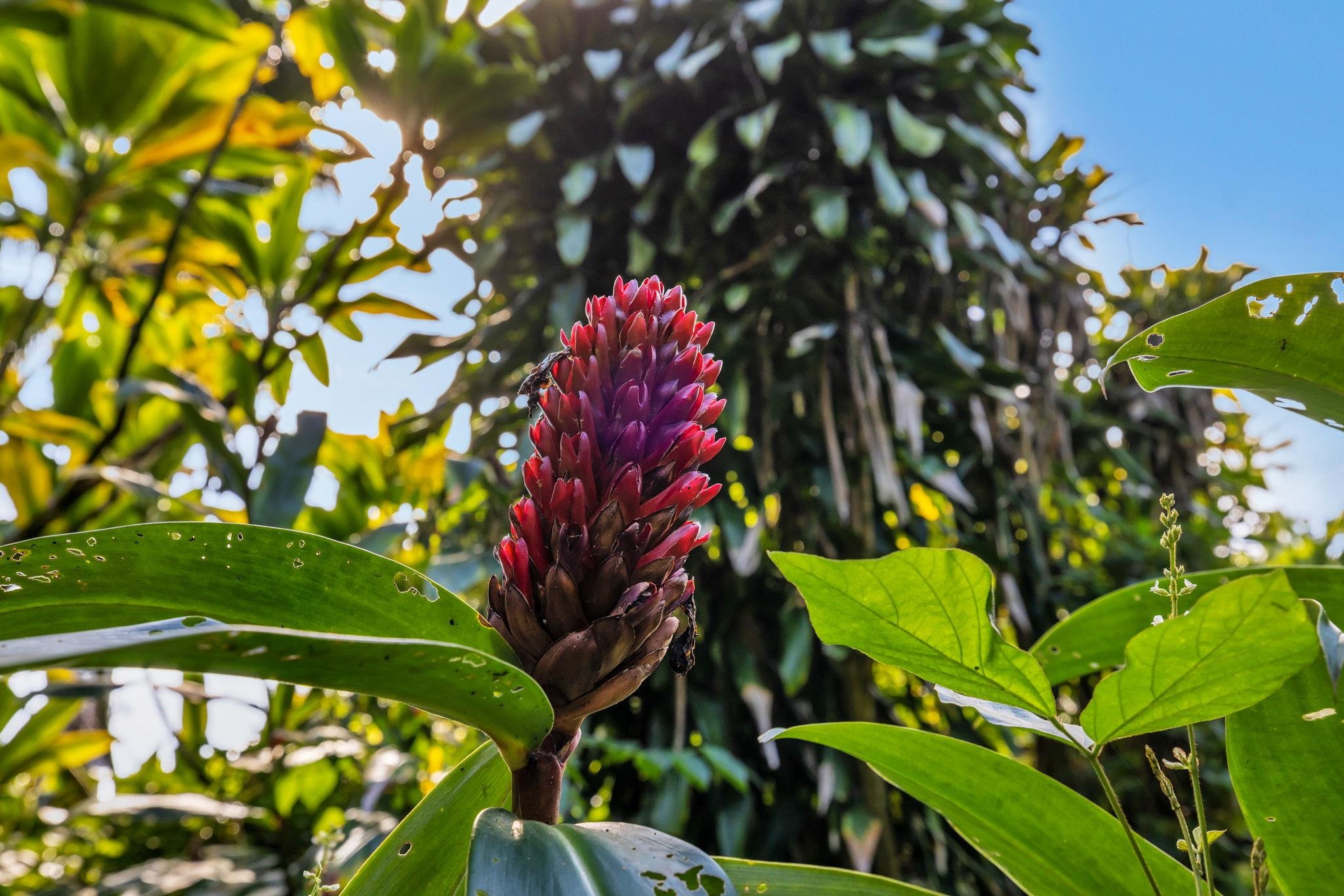 Pl , Haiku home - photo 36 of 42