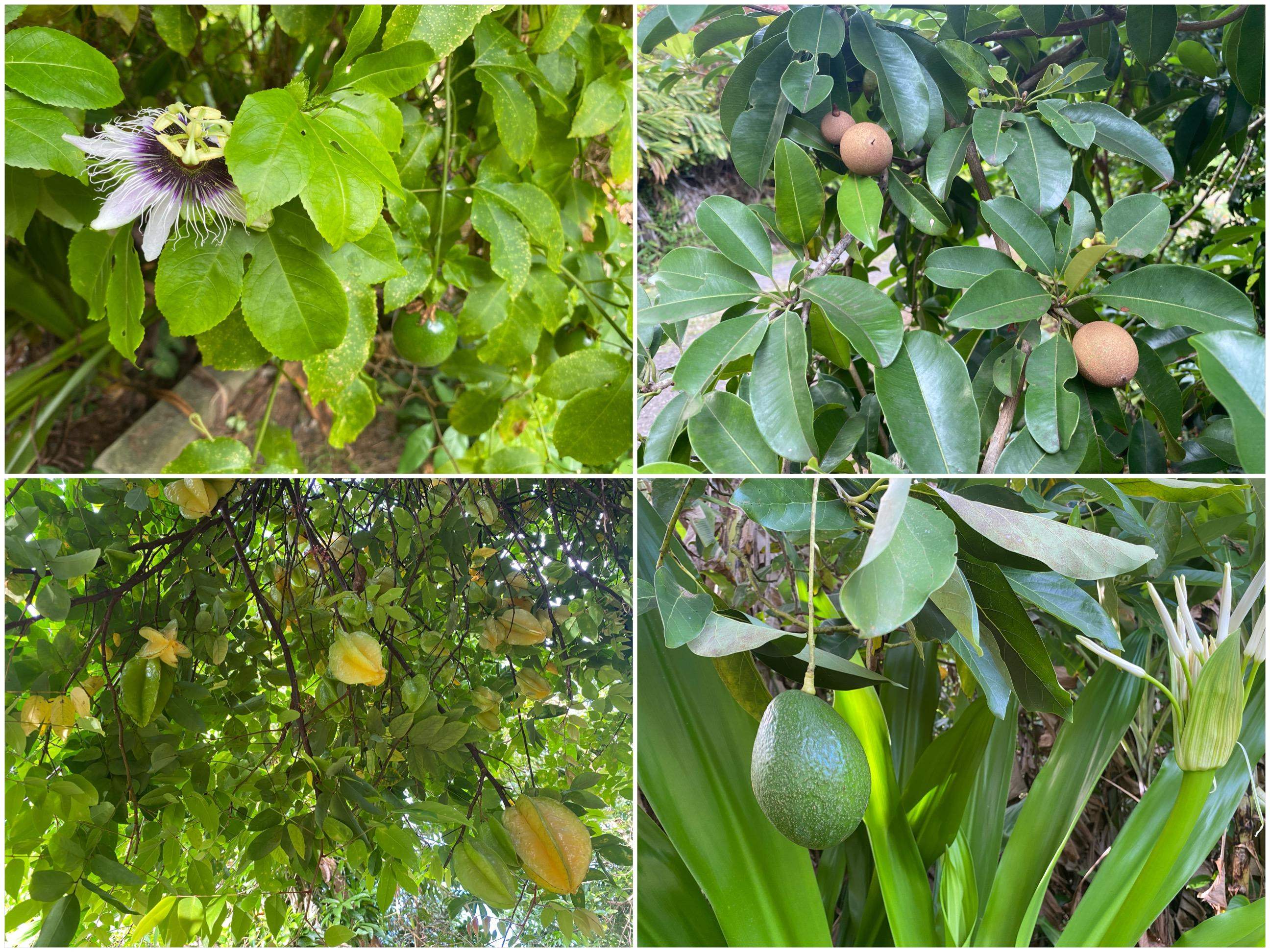 Rd Rd Ulalena Loop, Haiku home - photo 47 of 50