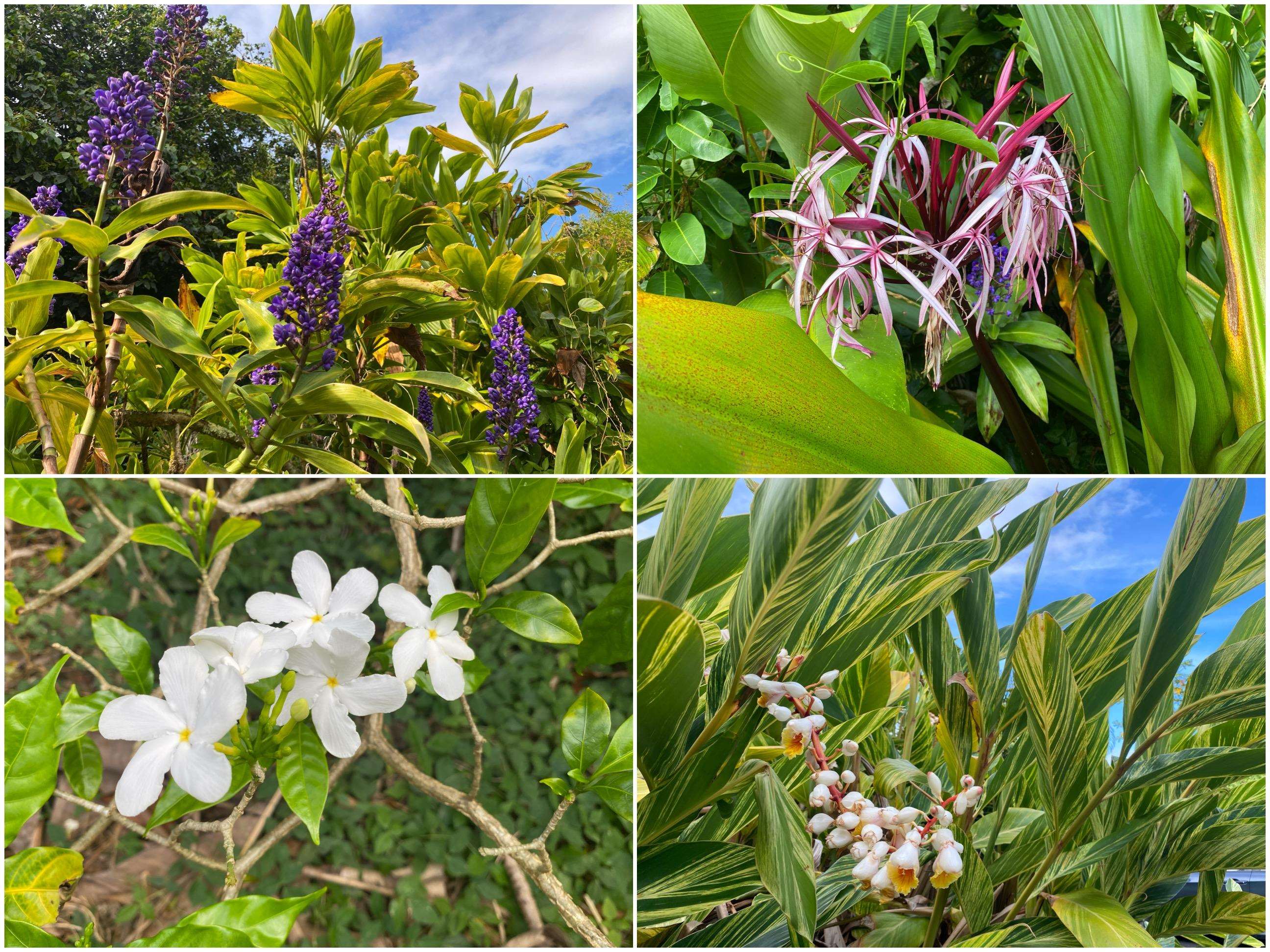 Rd Rd Ulalena Loop, Haiku home - photo 48 of 50