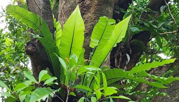 000 Hana Hwy  Hana, Hi vacant land for sale - photo 5 of 13