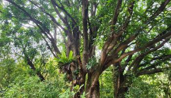 000 Hana Hwy  Hana, Hi vacant land for sale - photo 6 of 13