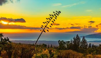 110  Kamehameiki Rd Kula, Kula/Ulupalakua/Kanaio home - photo 4 of 50