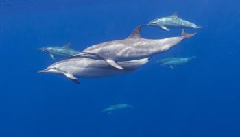 122  Ulua Rd Kawela Plantation, Molokai home - photo 5 of 21