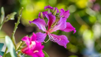 Kihei Villages IV condo # 4-203, Kihei, Hawaii - photo 6 of 30