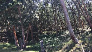 1511 Polipoli Rd B Kula, Hi 96790 vacant land - photo 1 of 1 1511 Polipoli Rd B Kula, Hi 96790 vacant land - photo 1 of 1