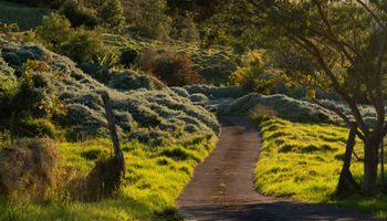 1617 Polipoli Rd Kula, Hi vacant land for sale - photo 4 of 20 1617 Polipoli Rd Kula, Hi vacant land for sale - photo 4 of 20