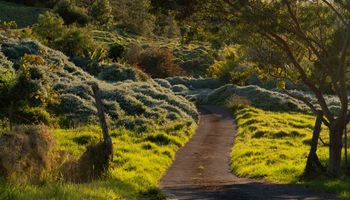 1617 Polipoli Rd  Kula, Hi vacant land for sale - photo 4 of 20