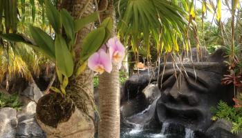 1780  Kauhikoa Rd Kauhikoa, Haiku home - photo 4 of 50