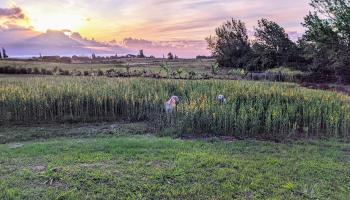 179 Kaluanui Rd Unit A Makawao, Hi vacant land for sale - photo 5 of 5