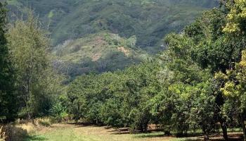 201 Heahea Pl 12 Wailuku, Hi vacant land for sale - photo 5 of 13