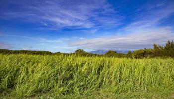 2233 Hana Hwy Hwy  Haiku, Hi vacant land for sale - photo 5 of 15