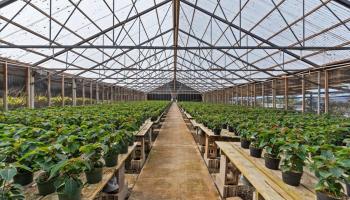 248  Piliwale Rd , Kula/Ulupalakua/Kanaio home - photo 3 of 22