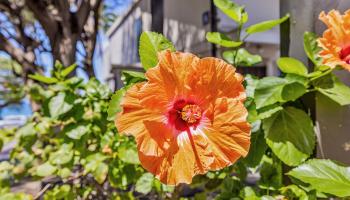 Kihei Akahi condo # C-620, Kihei, Hawaii - photo 4 of 38