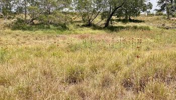 2533 Lower Kula Rd 1 Kula, Hi 96790 vacant land - photo 5 of 8
