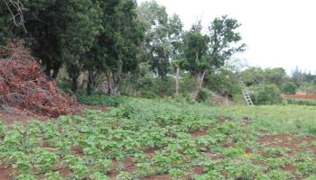 272 Maika St  Wailuku, Hi vacant land for sale - photo 6 of 30