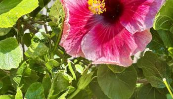 Kihei Shores condo # B-306, Kihei, Hawaii - photo 5 of 19