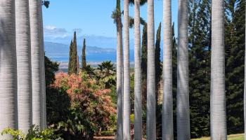 3051  Omaopio Rd , Kula/Ulupalakua/Kanaio home - photo 5 of 50