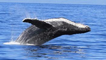 Papakea Resort I II condo # F-106, Lahaina, Hawaii - photo 6 of 30