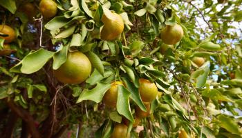 364  Auhana Rd , Kihei home - photo 2 of 17