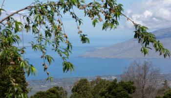 37 Middle Rd 2 Kula, Hi vacant land for sale - photo 3 of 19