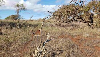 4131 Pohakuloa Rd Lot # 189 Maunaloa, Hi vacant land for sale - photo 4 of 15