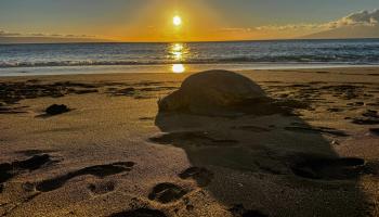 Pohailani Maui condo # 119, Lahaina, Hawaii - photo 2 of 50