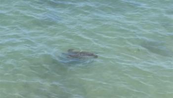 Pohailani Maui condo # 309, Lahaina, Hawaii - photo 5 of 24