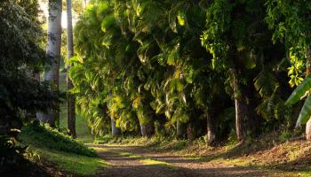 4509  Opana Pl Ulumalu, Haiku home - photo 5 of 31