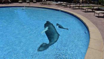 Kahana Village condo # 41, Lahaina, Hawaii - photo 4 of 30