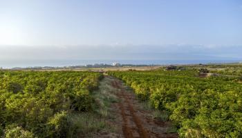 517 Ola Kope St  Lahaina, Hi vacant land for sale - photo 1 of 23