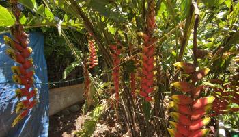 535  Pahi Ka St , Spreckelsville/Paia/Kuau home - photo 6 of 15