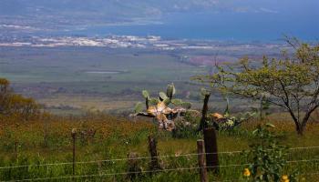 650 Calasa Rd A Kula, Hi vacant land for sale - photo 5 of 26