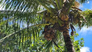 91  Wailua Rd Wailua, Keanae home - photo 4 of 14