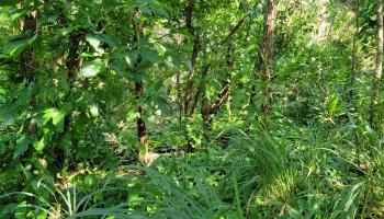 0 Kahiapo Pl Haiku, Hi 96708 vacant land - photo 5 of 19