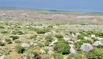 0 Kalua Koi Rd 47 Maunaloa, Hi vacant land for sale - photo 3 of 18